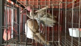 3 Blue Slate Turkeys - Unsexed - 4 Mos Old