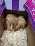Male Peruvian Guinea Pig