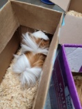 Male Peruvian Guinea Pig