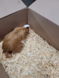 Male Peruvian Guinea Pig