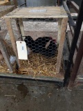 Pair Black Old English Bantams - 1 Yr Old