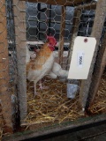 Pair Red Pyle Old English Bantams - 1 Yr Old