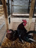 Pair Spangled Old English Bantams