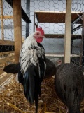 Trio Silver Duckwing Old English Bantams