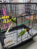 Pair Black Mask Lovebirds W/ Cage
