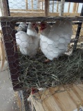 Pair Wyandotte Banties