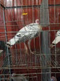Royal Palm Tom Turkey