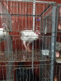 Royal Palm Tom Turkey