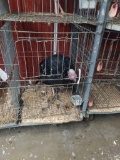 blue slate tom Turkey