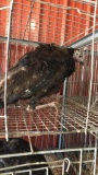 Black Spanish Hen Turkey