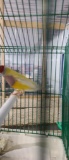 Male Lady Gouldian Finch