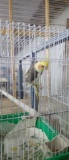 Male Cockatiel