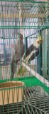 Pair Cockatiels