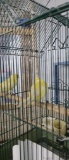 Pair Yellow Canaries