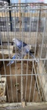 2 Female Parakeets