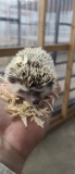 Male Pinto Hedgehog - 10 Wks Old