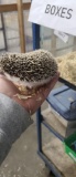 Male Salt & Pepper Hedgehog - 10 Wks Old