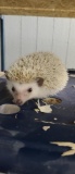 Male Cinnamon Hedgehog - 6 Mos Old