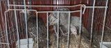2 Blue Slate Turkey Poults - 3 Mos Old