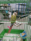 Female Pineapple Green Cheek Conure