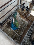 Indian Blue Peacock - 3 Yrs Old