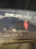 Black Beast Corn Hybrid Snake