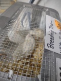 Breeding Trio White Button Quail