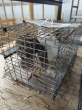 Breeding Trio Coturnix Quail