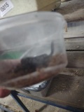 Captive Bred Black & White Honduran Milk Snake
