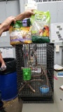 2 Male Cockateils W/ Cage & Feed