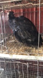 Black Spanish Hen Turkey