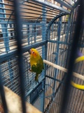Sun Conure Parrot W/ Cage - 14 Wks Old