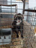 Female Ferret - 1 Yr Old - Cage Not Included