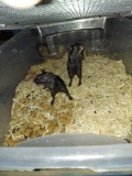 3 Gerbils - 1 Male & 2 Females - In Container