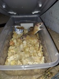 3 Spiny Mice - 1 Male & 2 Females - In Container