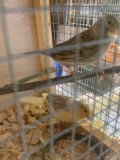 Pair American Singer Canaries