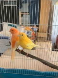 Pair Red Factor Canaries