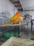 Pair Red Factor Canaries