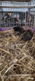 Female Guinea Pig W/ Cage - Friendly
