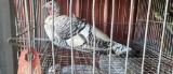 Narragansett Hen Turkey - 2 Yrs Old