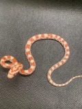 Male Ultramel Corn Snake
