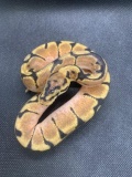 Male Orange Dream Spider Ball Python