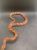 Female Oketee Corn Snake