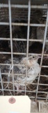 8 Jumbo Brown Quail