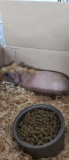 Male Skinny Pig - 8 Wks Old