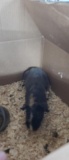 Male Skinny Pig - 1 Yr Old