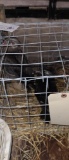 Pair Wood Ducks - 2021 Hatch - Permit