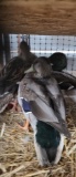 2 Pair Mallard Ducks
