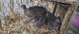 Pair Silver Pheasant - 2021 Hatch