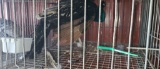 Black shoulder Peacock - 1.5 Yrs Old